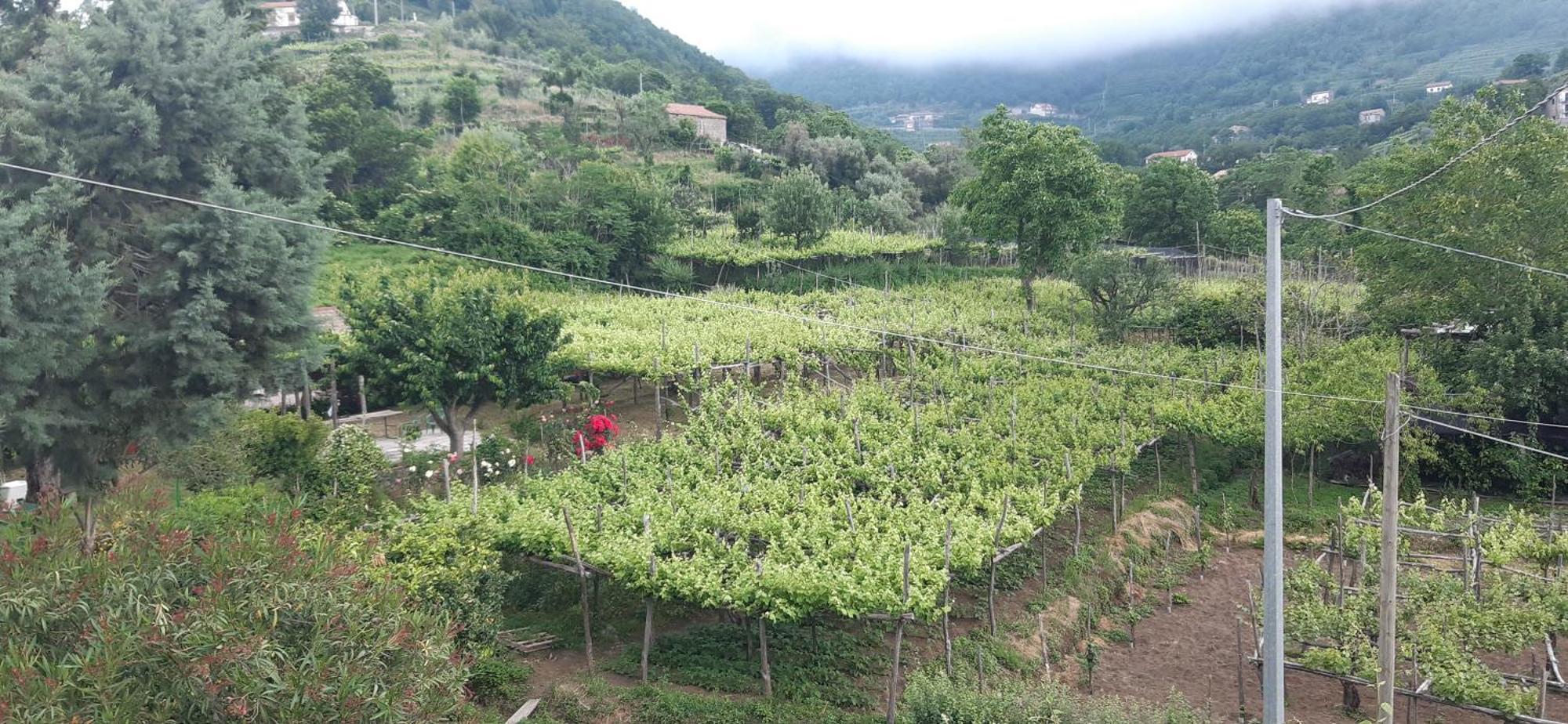 Agriturismo Mare E Monti Casa de hóspedes Tramonti Exterior foto